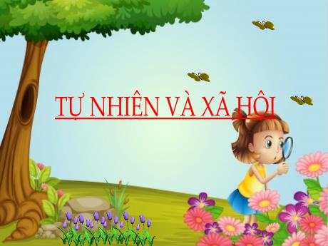 Bài giảng Tự nhiên và Xã hội 1 - Bài 15: Cây xung quanh em